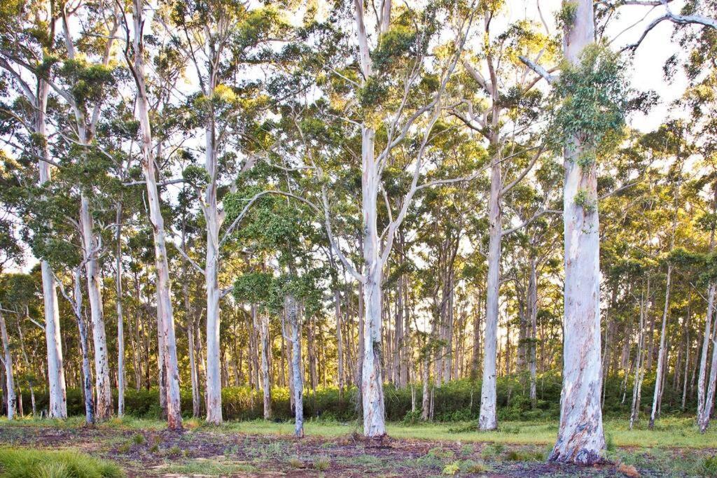 Karriscape A Perfect Getaway Endless Forest View & 5min To Town * Margaret River