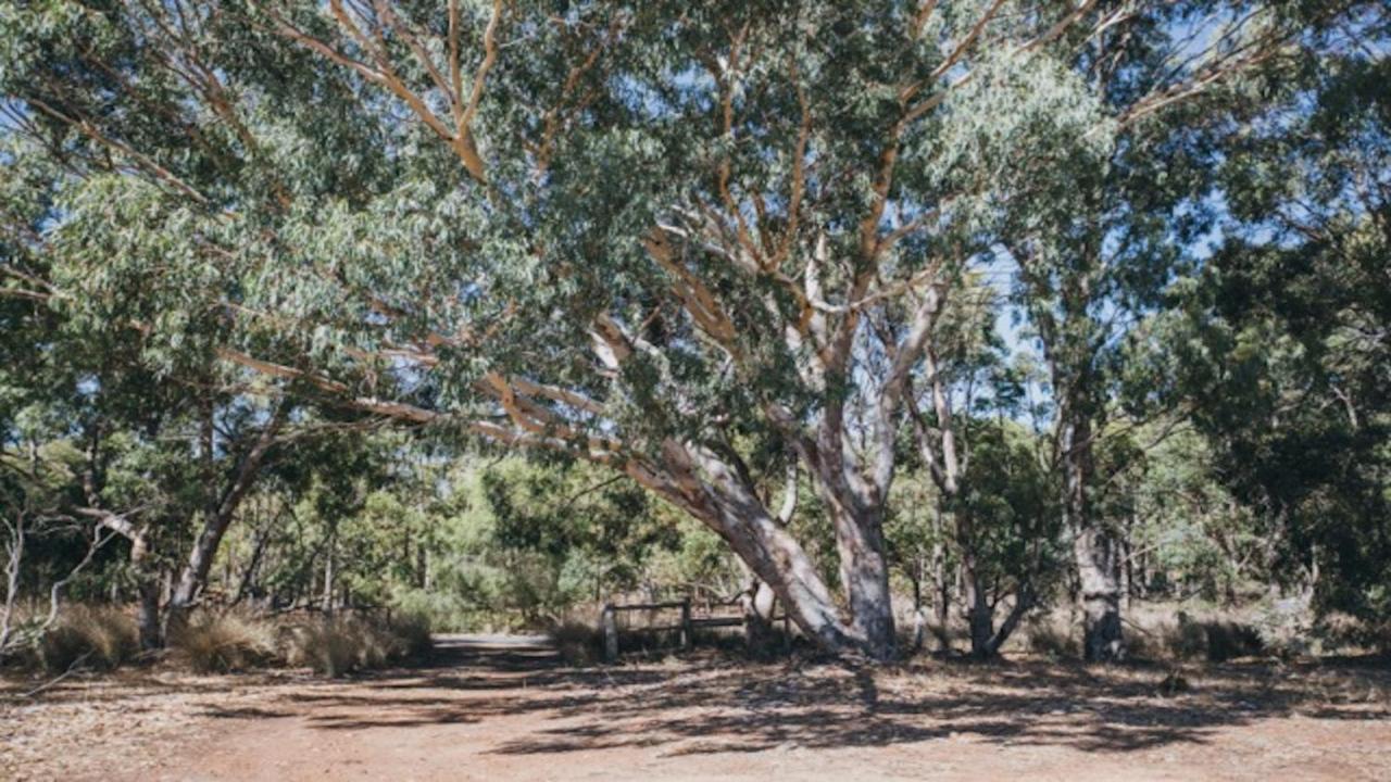 Kangaroo Retreat - Family Favourite Bush Retreat With Kangaroos In Holiday home