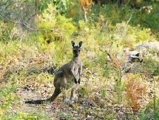 Forest Rise Eco Retreat Hotel Margaret River